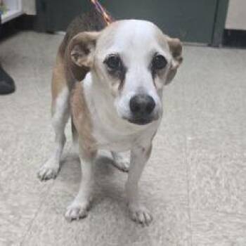 Jack Russell Terrier Dogs Available for Adoption - DJ | PetCurious