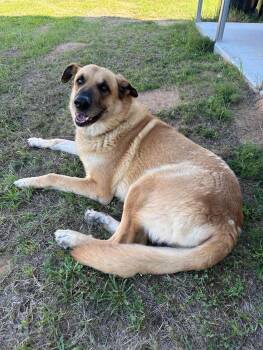Murphy -  Anatolian Shepherd Dog for Adoption in Mico, Texas - Murphy | PetCurious