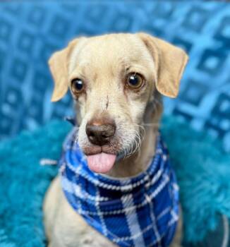 Rescue Beagle and Chihuahua Dogs for Adoption in Hondo, Texas - Tucker! Walks Around With A Ball In His Mouth, Loves People With | PetCurious