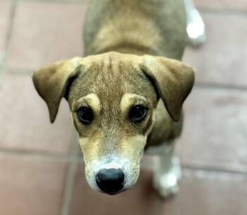 Shepherd and Beagle Dogs Available for Adoption - Lia | PetCurious