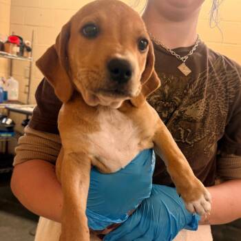 Storm -  Mixed Breed Dog for Adoption in Corinth, Mississippi - Storm | PetCurious