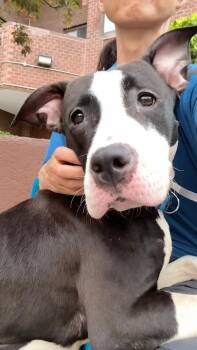 Ellie -  Mixed Breed Dog for Adoption in New York, New York - Ellie | PetCurious