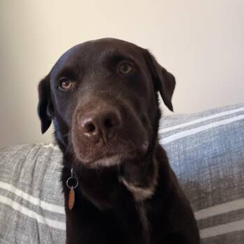 Gunner -  Chocolate Labrador Retriever Dog for Adoption in Columbia, South Carolina - Gunner | PetCurious