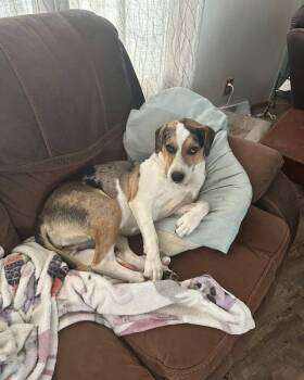 Rescue Mixed Breed Dogs for Adoption in Mandan, North Dakota - Lily | PetCurious