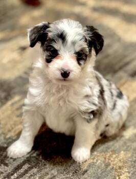 Luke -  Poodle and Australian Shepherd Dog for Adoption in Wolcott, Connecticut - Luke | PetCurious