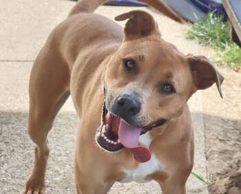Rescue Staffordshire Bull Terrier Dogs for Adoption in Euclid, Ohio - Hazel | PetCurious