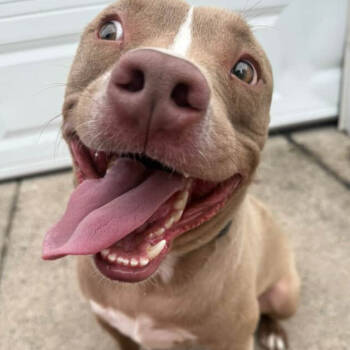 Rescue Pit Bull Terrier Dogs for Adoption in Oceanside, New York - Benny | PetCurious