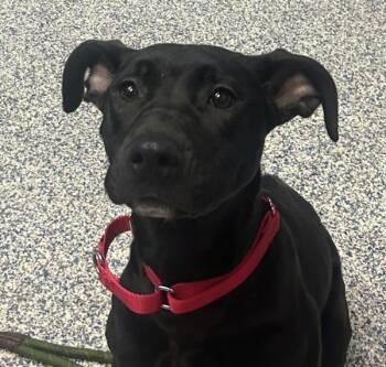 Fancy -  Labrador Retriever Dog Available for Adoption in Golden, Colorado - Fancy | PetCurious