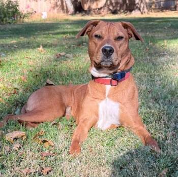 Brandi -  Hound Dog for Adoption in Lambertville, New Jersey - Brandi | PetCurious