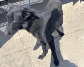 German Shepherd Dog and Mixed Breed Dogs Available for Adoption in Houston, Texas - A656031 | PetCurious