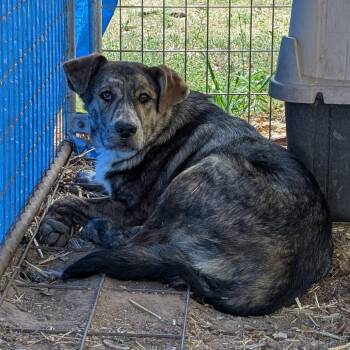 Catahoula Leopard Dog and Great Pyrenees Dogs Available for Adoption - Houston | PetCurious