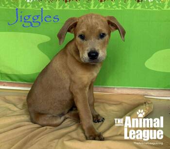 Labrador Retriever and Australian Cattle Dog Blue Heeler Dogs Available for Adoption in Groveland, Florida - Jiggles | PetCurious