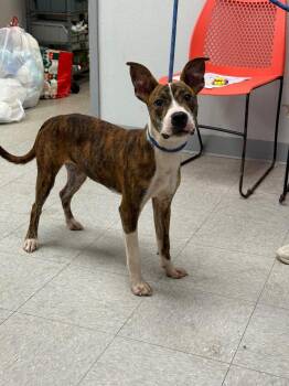 White Lily -  Mountain Cur and Basenji Dog for Adoption in Sorrento, Louisiana - White Lily | PetCurious