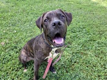 Rescue Labrador Retriever and Mixed Breed Dogs for Adoption in Omaha, Nebraska - DRACO | PetCurious