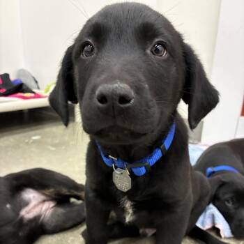 Shepherd Dogs Available for Adoption - Chuckie | PetCurious