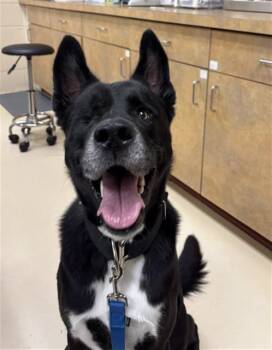 TORPEDO -  German Shepherd Dog and Mixed Breed Dog for Adoption in Aliquippa, Pennsylvania - TORPEDO | PetCurious