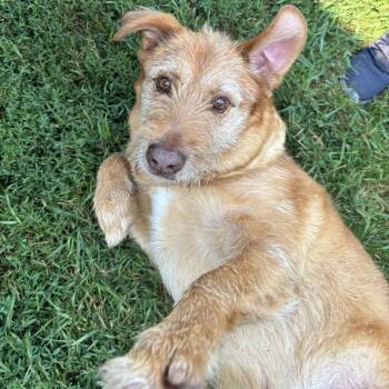 Buddy -  Wirehaired Terrier and Mixed Breed Dog for Adoption in Wadena, Minnesota - Buddy | PetCurious