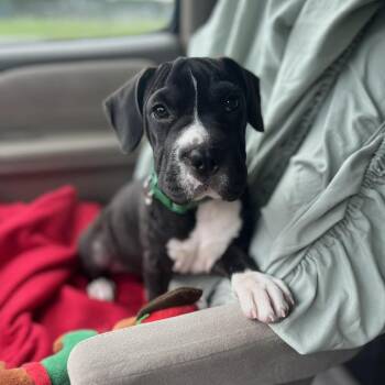 Haleth -  American Staffordshire Terrier and Cane Corso Dog for Adoption in Gulfport, Mississippi - Haleth | PetCurious