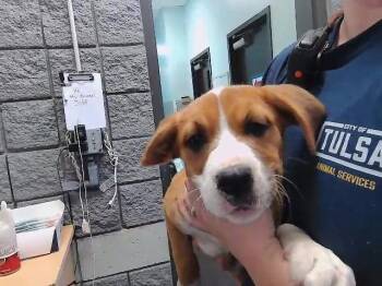 German Shepherd Dog and Mixed Breed Dogs Available for Adoption in Tulsa, Oklahoma - JELLYBEAN | PetCurious