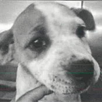 Berryblue A2279976 -  Pit Bull Terrier Dog for Adoption in Los Angeles, California - Berryblue A2279976 | PetCurious