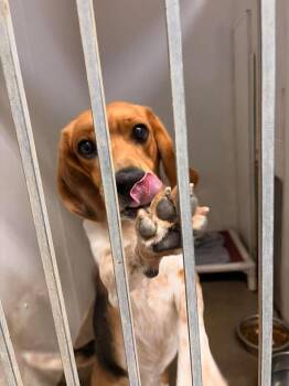 Holmes -  Beagle Dog for Adoption in Greensburg, Indiana - Holmes | PetCurious