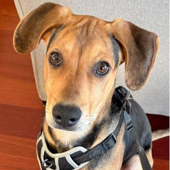 Bark Ruffalo -  Hound and Mixed Breed Dog for Adoption in Riverside, California - Bark Ruffalo | PetCurious