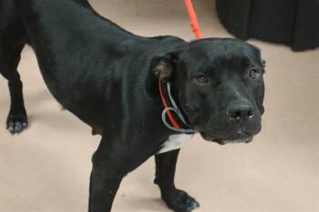 MAGNOLIA -  Mixed Breed Dog for Adoption in Columbia, South Carolina - MAGNOLIA | PetCurious