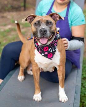 Zazie -  Mixed Breed Dog for Adoption in Chamblee, Georgia - Zazie | PetCurious