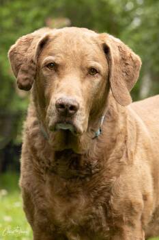 Ben -  Chesapeake Bay Retriever Dog for Adoption in Anchorage, Alaska - Ben | PetCurious