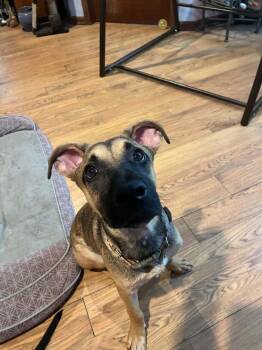 Taquito -  Mixed Breed Dog for Adoption - Taquito | PetCurious