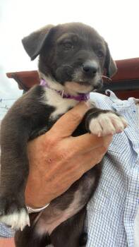 Dolly (Parton) -  Border Collie Dog for Adoption in Rollingwood, Texas - Dolly (Parton) | PetCurious