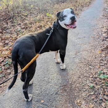 Rescue American Staffordshire Terrier Dogs for Adoption in Baltimore, Maryland - Max | PetCurious