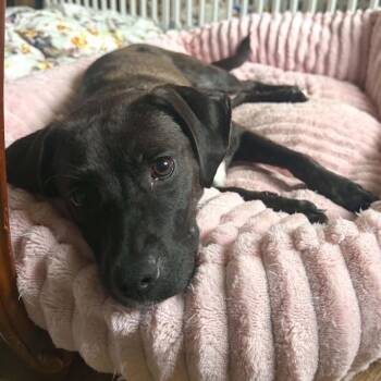 Waterloo -  Mixed Breed Dog for Adoption in Buffalo, Minnesota - Waterloo | PetCurious