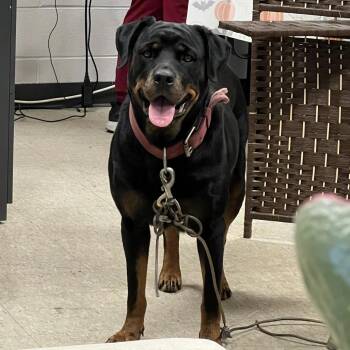 Malora -  Rottweiler Dog for Adoption in East St. Louis, Illinois - Malora | PetCurious