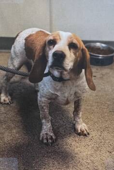 Rescue Beagle Dogs for Adoption in Fort Madison, Iowa - Ruby | PetCurious