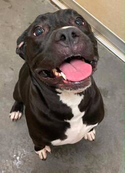 Zorro -  Cane Corso Dog for Adoption in Green River, Wyoming - Zorro | PetCurious