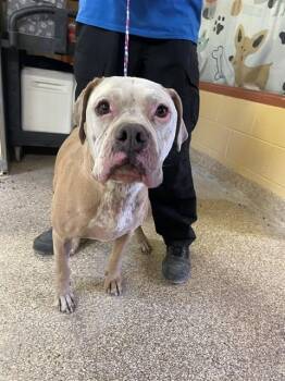 WALTER -  Pit Bull Terrier Dog Available for Adoption in Blythe, California - WALTER | PetCurious