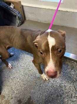 Rescue American Staffordshire Terrier Dogs for Adoption in Mobile, Alabama - Abby | PetCurious