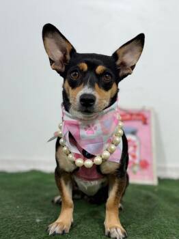 Abby-One of our Amazing Rescue Dogs -  Miniature Pinscher and Corgi Dog for Adoption in Carlsbad, California - Abby-One Of Our Amazing Rescue Dogs | PetCurious