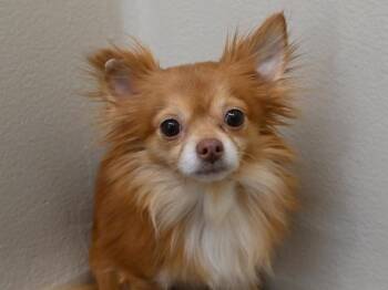 Pomeranian and Chihuahua Dogs Available for Adoption - Luciano | PetCurious