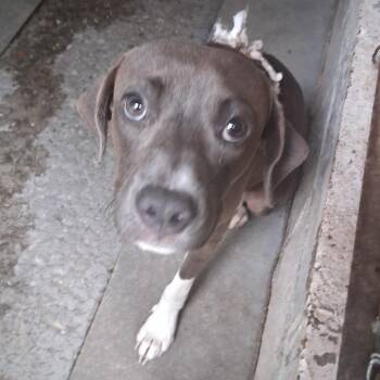Steven -  Mixed Breed Dog for Adoption in Summerville, South Carolina - Steven | PetCurious