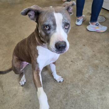 Pit Bull Terrier Dogs Available for Adoption in Jasper, Indiana - Amaya | PetCurious