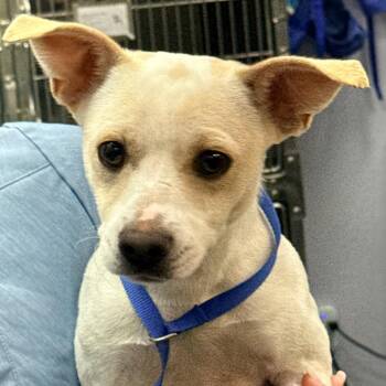 Sully -  Chihuahua Dog for Adoption in Greenville, South Carolina - Sully | PetCurious