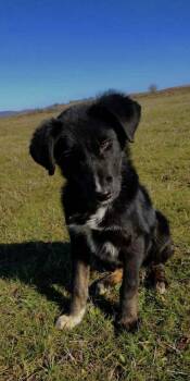 Australian Shepherd Dogs Available for Adoption in Rockaway, New Jersey - Cody Albania | PetCurious