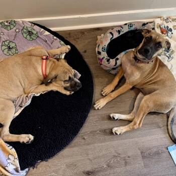 Ed -  Mastiff and Mixed Breed Dog for Adoption in Opelika, Alabama - Ed | PetCurious