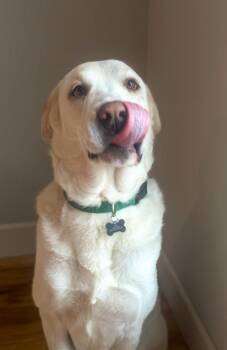 Labrador Retriever Dogs Available for Adoption - Roscoe | PetCurious