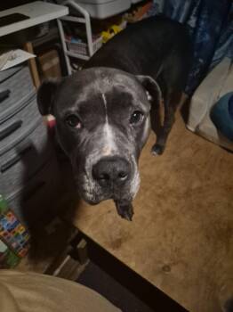 Pit Bull Terrier Dogs Available for Adoption in San Diego, California - Parker | PetCurious