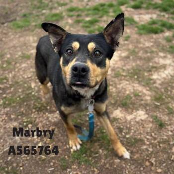 Australian Kelpie and Rat Terrier Dogs Available for Adoption - MABRY | PetCurious
