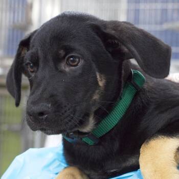 Disney -  Rottweiler and Shepherd Dog for Adoption in South Elgin, Illinois - Disney | PetCurious