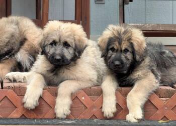 Rescue Bouvier Des Flandres and Great Pyrenees Dogs for Adoption in Lafayette, California - Remus | PetCurious